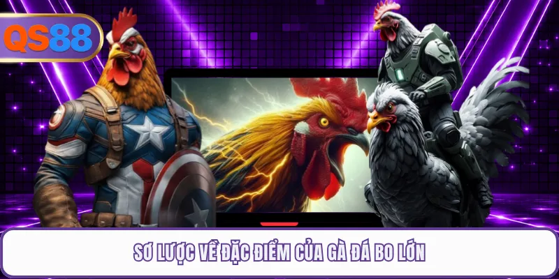 Sơ lược về đặc điểm của gà đá bo lớn